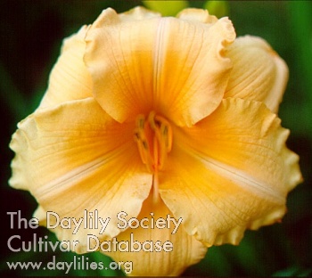 Daylily Song of Spring